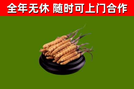 哈密烟酒回收冬虫夏草.jpg