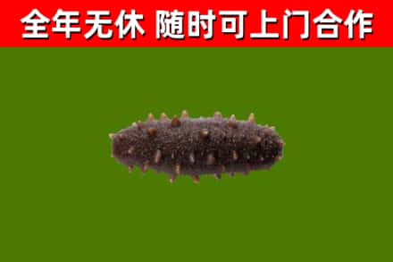 哈密烟酒回收干海参.jpg